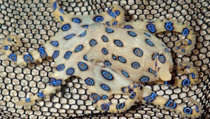 ヒョウモンだこ