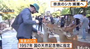 鹿捕獲